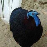 image of bird