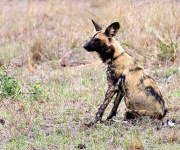 image of african_hunting_dog