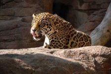 image of jaguar_car