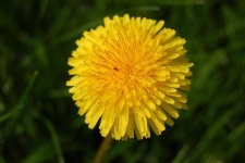 image of flower