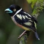image of bird
