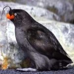 image of bird