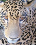 image of jaguar_car