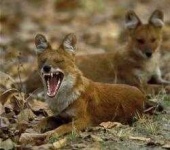 image of dhole