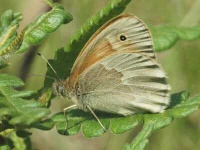 image of ringlet