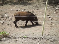 image of wild_boar