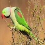 image of alexandrine_parakeet #23