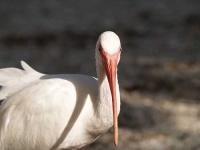 image of american_egret
