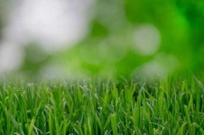 image of grass