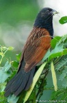 image of coucal
