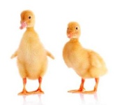image of animal