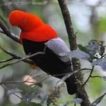image of bird