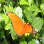 image of animal