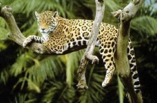 image of jaguar_car