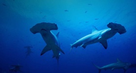 image of hammerhead