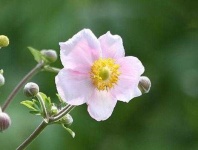 image of flower