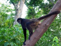 image of spider_monkey #4