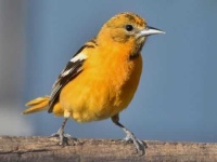 image of oriole