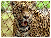 image of jaguar_car