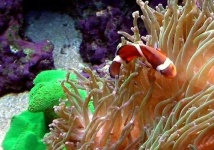 image of anemone_fish