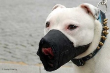 image of muzzle