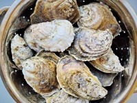 image of oyster #16