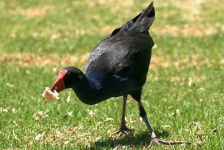 image of european_gallinule #11