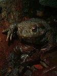 image of tailed_frog