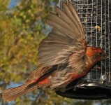 image of house_finch