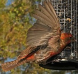 image of house_finch #33