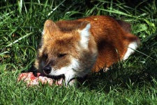 image of dhole