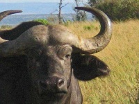 image of water_buffalo