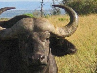 image of water_buffalo #0