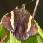 image of animal