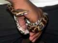 image of rock_python