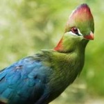 image of bird