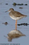 image of redshank