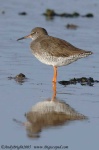 image of redshank #33