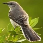 image of bird