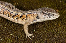 image of alligator_lizard