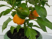 image of bell_pepper