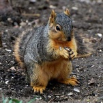 image of fox_squirrel