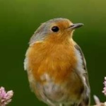 image of bird