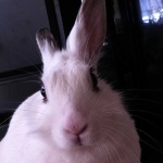 image of animal