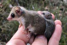 image of possum #33