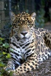 image of jaguar_car