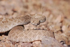 image of animal
