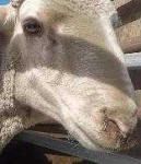 image of animal