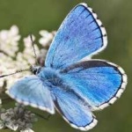 image of animal