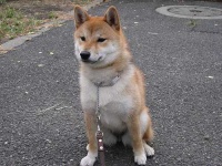 image of animal